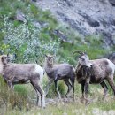 제스퍼(JASPER) 이미지