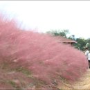 뮬리Muhly