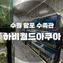 수원 망포 수족관 하비월드아쿠아 방문 후기