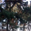 오션트리민박