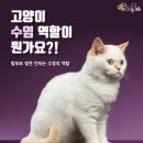 고양이 수염 이미지