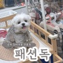 연두 | 광주 강아지옷 전문점 패션독 반려견 연두의 우비 쇼핑 후기