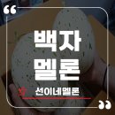 선이네일 | [선이네멜론] 함안 특산물 고당도 백자 멜론, 백자 메론 솔직 후기