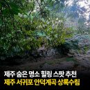 제주 안덕계곡 상록수림 | 제주 서귀포 숨은 명소 국가자연유산 안덕계곡 상록수림