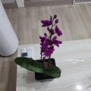 보문모든풀빌라 이미지