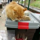 애정그루밍 이미지