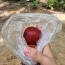 이디야 커피 무주점 | 25.7.21.-7.27. 주간일기🌞