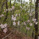 4월3일제488차충북.영동 :숨겨진 명소 마니산 벚꽃산행 및 강선대 산행 안내 이미지