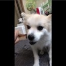 예삐애견 이미지