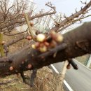 동부꽃농원 이미지