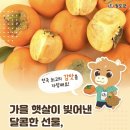 청도임금반시