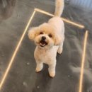 낼름&애견샵 이미지