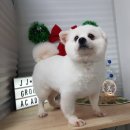 큐브애견미용학원 이미지