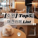 150 | 가을 파장동, 수원 애견카페 top5