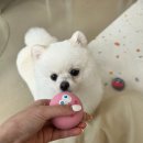 러블리댕 이미지