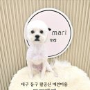 코코마리(coco mari) | 대구 팔공산 가는길 애견미용 이시아폴리스 코코마리