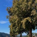 남지중앙로 이미지