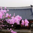 진달래 핀 풍경 이미지