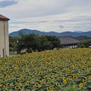 해바라기카페 이미지