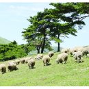 중기목장 이미지