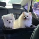 수 가축병원 이미지