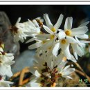 미선농장 2 이미지