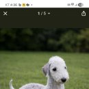멍멍이 콜덕오리 성조 교환 이미지