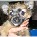 연서 동물병원 이미지