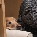 성산떡방앗간 | 여행 -1일차 (애견동반) / 곽지해수욕장/ 오설록 티 뮤지엄/ 제주방앗간/고기국수맛집/대한목장/광치기해변