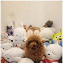 일산애견 이미지