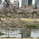 골드리버 호텔 | 벚꽃놀이 명당 가산디지털단지역 골드리버호텔 숙박 후기 가산 3성급 호텔 안양천 벚꽃길 5분 거리...