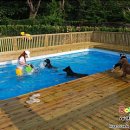 도그베이 이미지