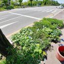 이동꽃마을 이미지