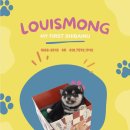 시바견 전문 가도켄넬 | 시바견 키우면 매일이 너무 즐겁답니다!