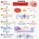 대경T&K모터스 | [급성기 치료] 뇌경색 환자에 대한 초기 치료 정리