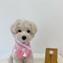 봉쥬르멍멍 이미지