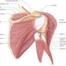 Shoulder 의 근육과 운동기능 이미지