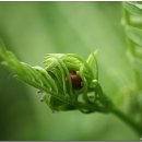 풀잎속의생명 이미지