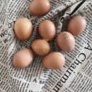 참샘골농장 이미지