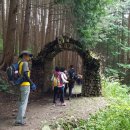 상관 공기마을 편백숲 이미지