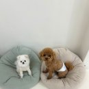 시오멍 이미지
