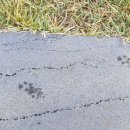 멍멍이발바닥 이미지