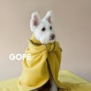 캣독카페 이미지