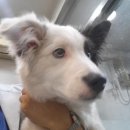 펫토이동물병원 이미지