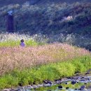 덕풍천 산책로 이미지