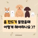 청북햇살 동물병원 | {청북햇살동물병원} 아이들이 옴진드기에 물렸어요!