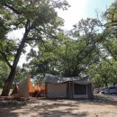 초평밤나무 이미지