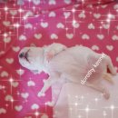 프리미엄캔넬 이미지