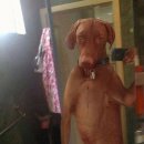 동물의 왕국 이미지