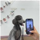 아리스타펫 이미지